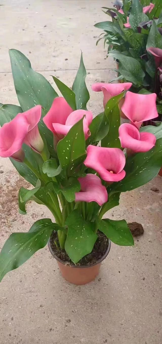 漂亮的花朵