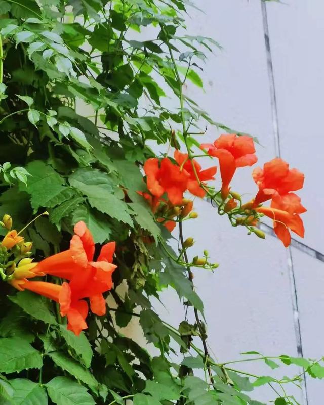 散文诗：凌霄花