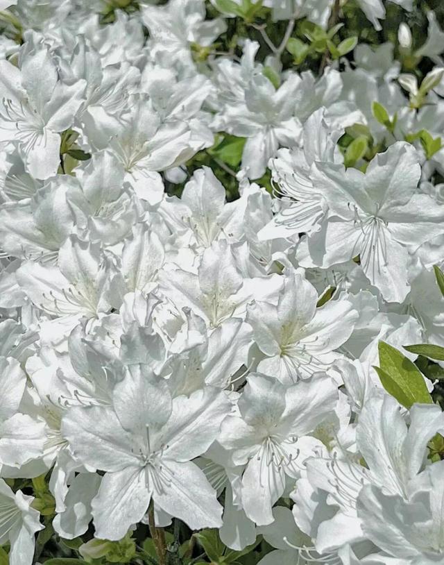 花是蓬勃的期许，是生命的礼遇，是春天的信使