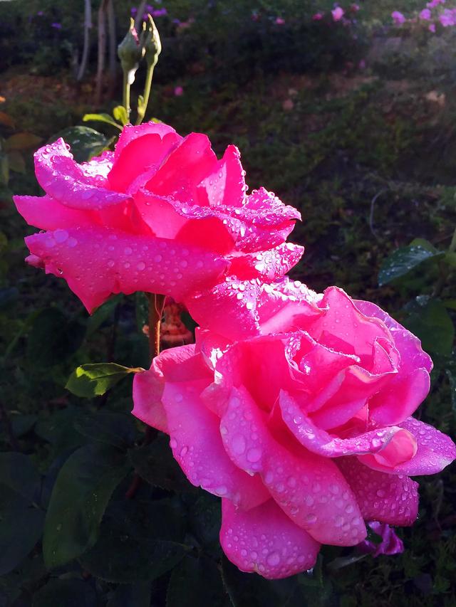 粉玫瑰的花语