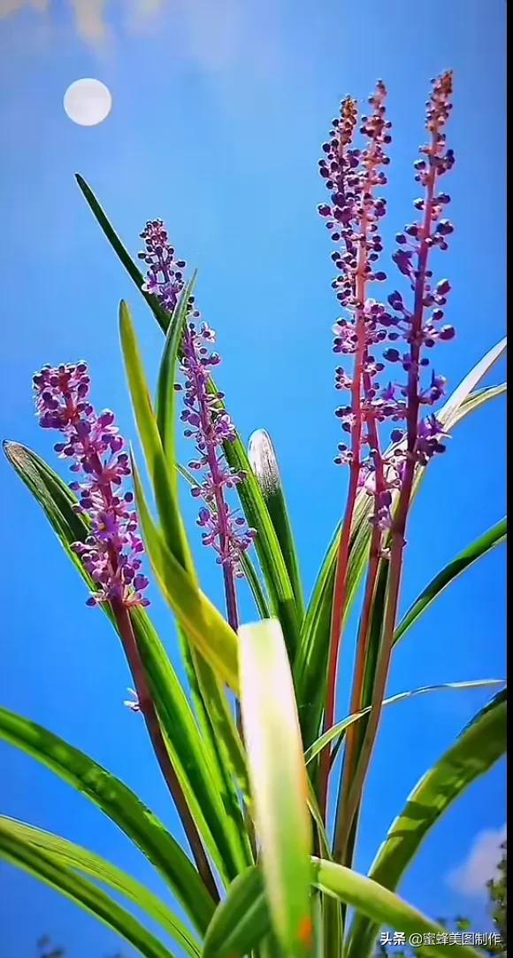 一花一叶即菩提，一草一木皆有情