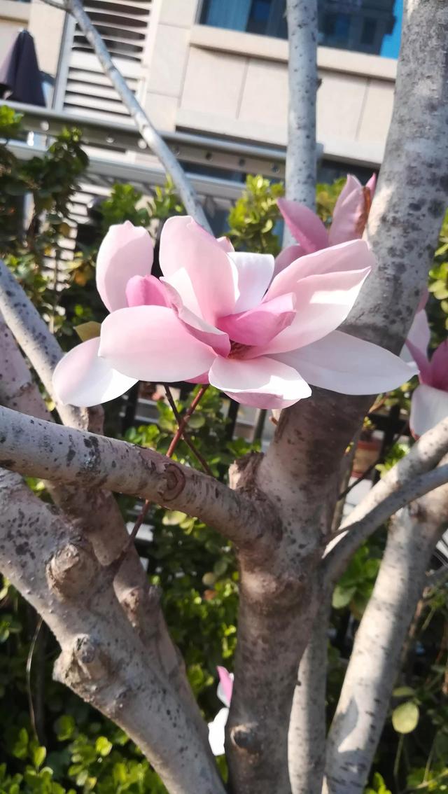 人间四月 花开的心绪［二首］