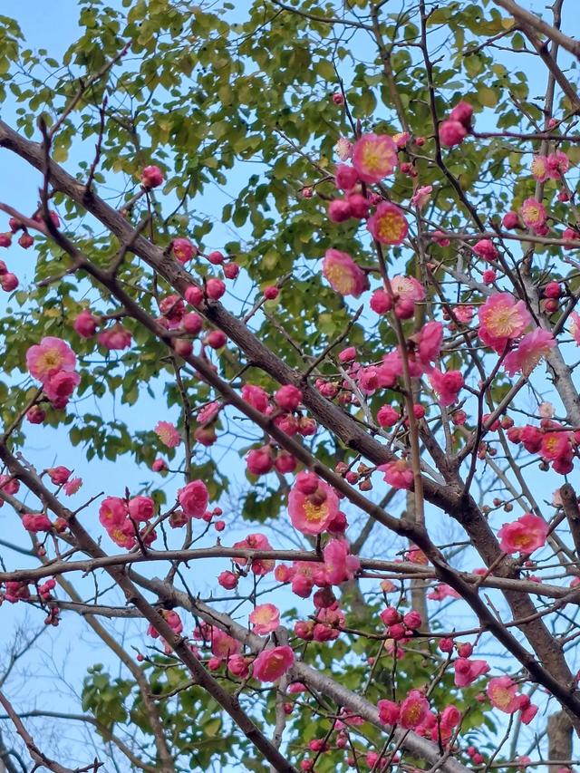 正当春花烂漫时
