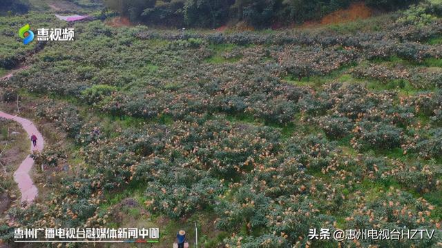 博罗打造“一村一品”黄竹村的枇杷熟了