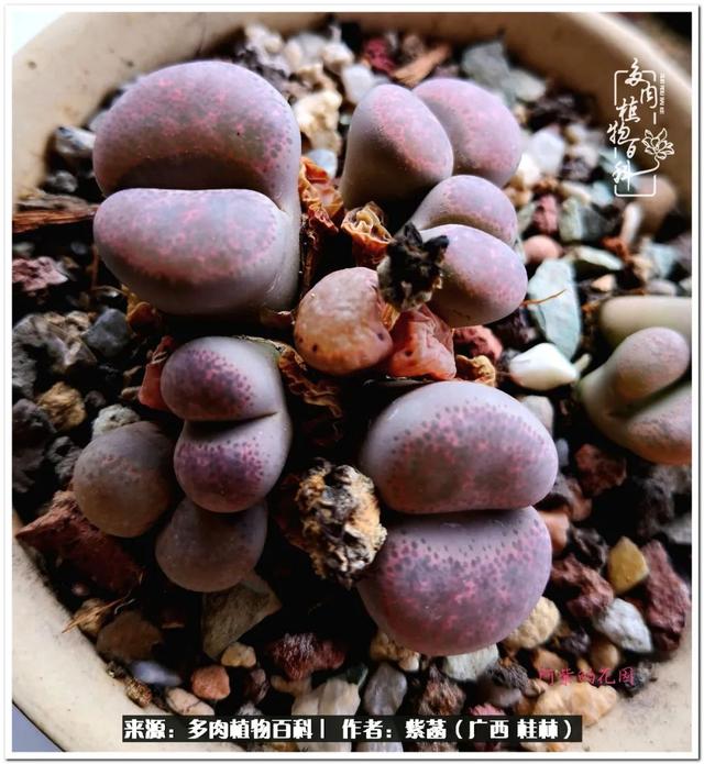 广西河沙洗砂机