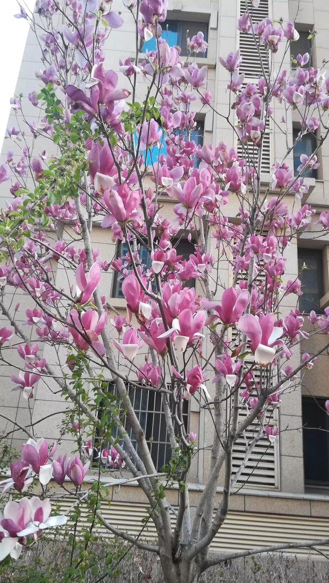 人间四月 花开的心绪［二首］