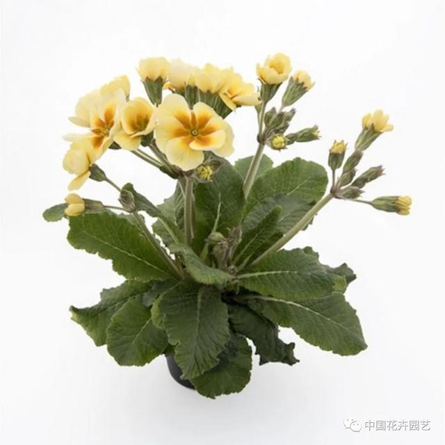 新年伊始各大育种公司新品迭出 | 每周国际花讯