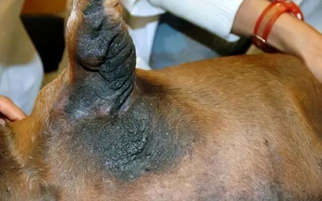 但有些情况,恰恰反映出狗狗病理性变化,铲屎官还是要引起足够重视.