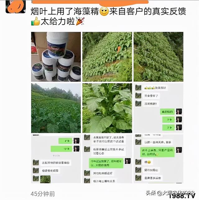 “炸翻”特肥圈！酶解海藻精，一肥多效，果蔬通用！增产效果惊人3