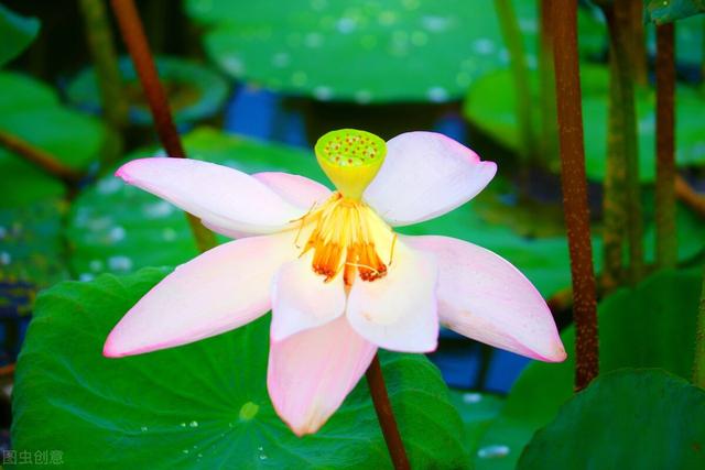 9月开什么花