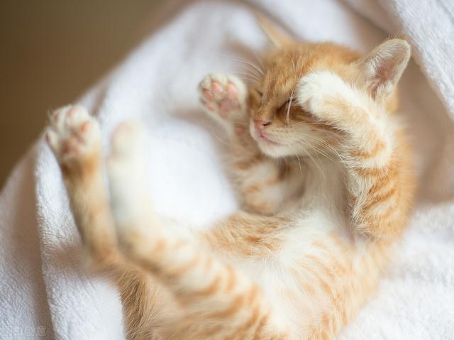 散文：农村的猫和城里的猫