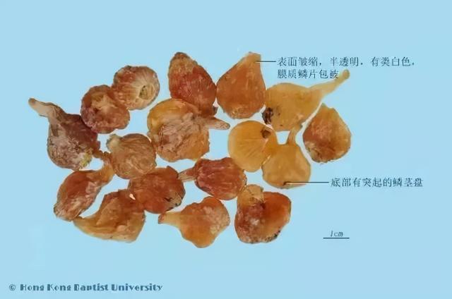 春天里的这个“野蒜”，最适合心血管不好的人吃