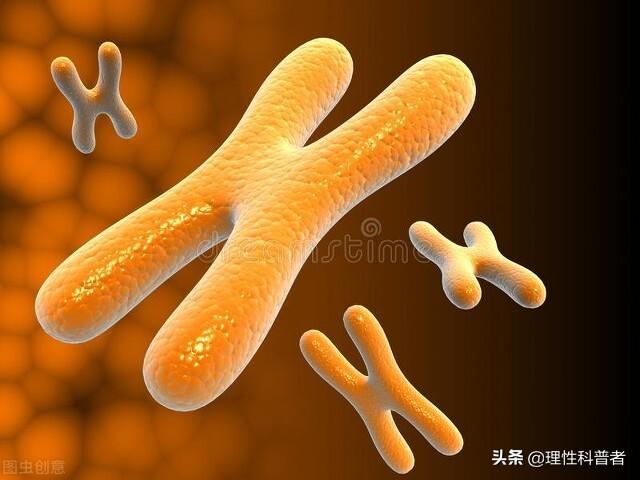 人与狗狗染色体区别，可能是一次突变，区分了人与狗的祖先