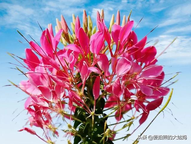 笑看花开，静赏花落