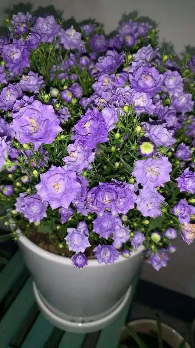 风铃花
