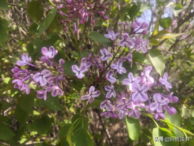 千千结里，暮春意徜徉，紫气更芬芳，丁香粉黛满城香