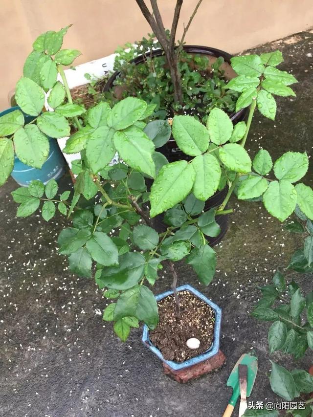 月季花的栽培