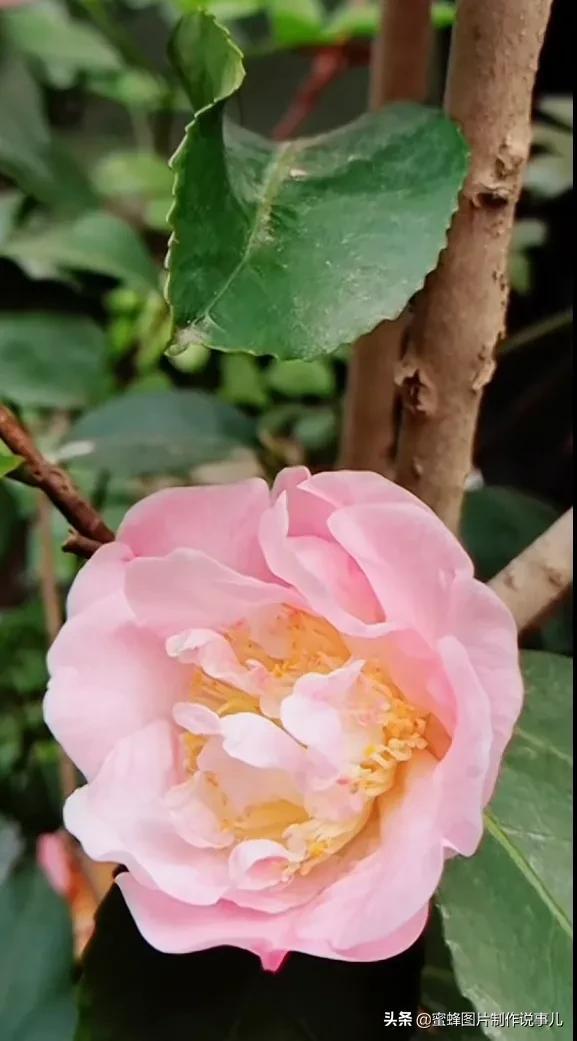 阳春三月，万花丛中娇美溢，千朵万朵压枝低