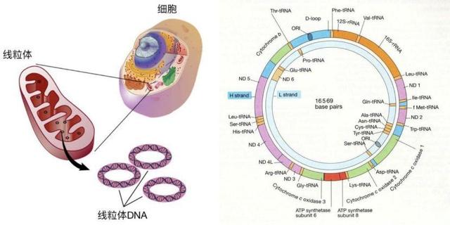 美科学家新发现：食补或不如“药”补，变老介入有更可行的方法
