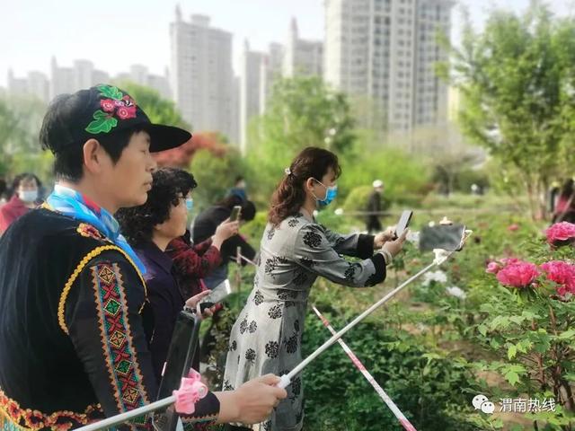 朝阳公园牡丹开 市民纷纷来打卡