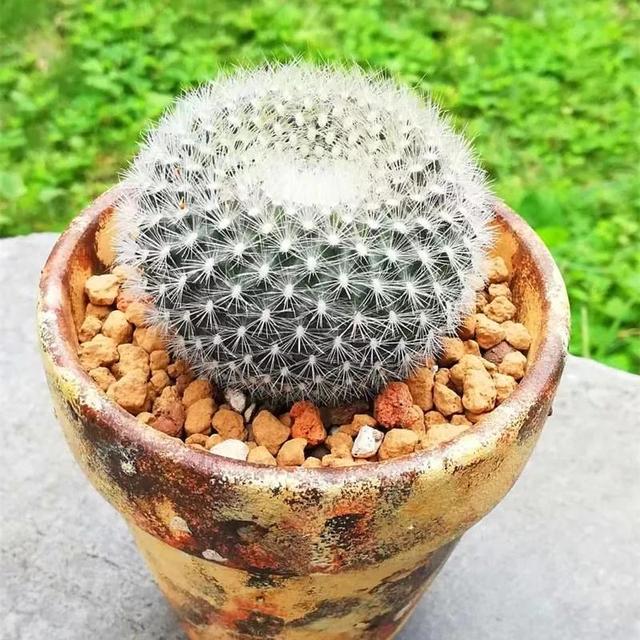 仙人球品种