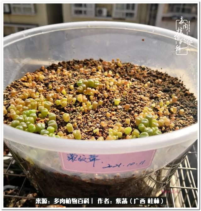 广西河沙洗砂机
