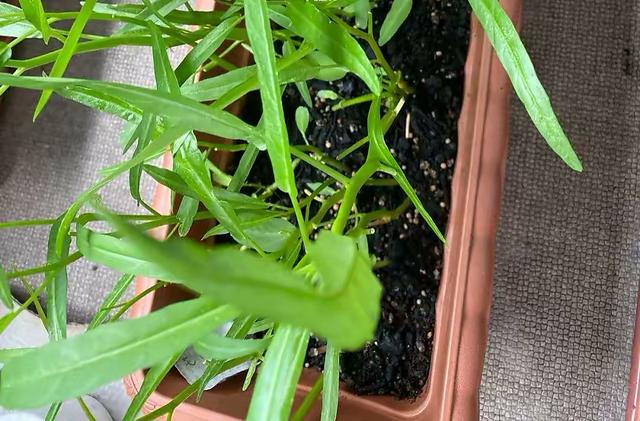 空心菜种植 空心菜种植（空心菜种植技术） 生活