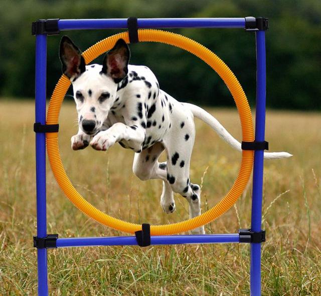 怎么训练狗狗在自己面前坐下(训练狗狗坐下最好方法)-艾拉狗狗乐园