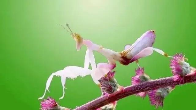 有益的昆虫（有益的昆虫图片）