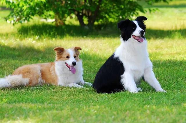 边境牧羊犬价格