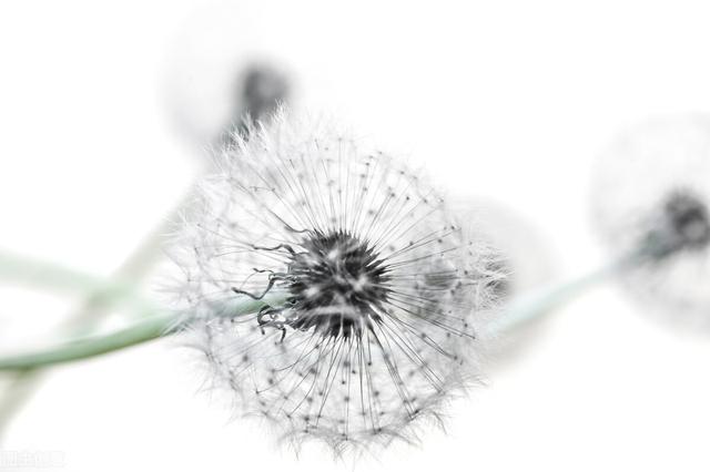 毛囊炎？五味中药清热解毒，消散疔疮