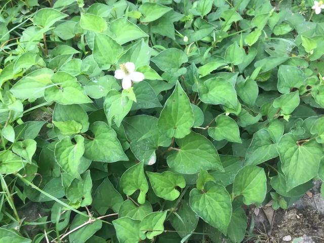人到中年就要管住嘴，清淡少油，多吃3种应季野菜，身体越来越好