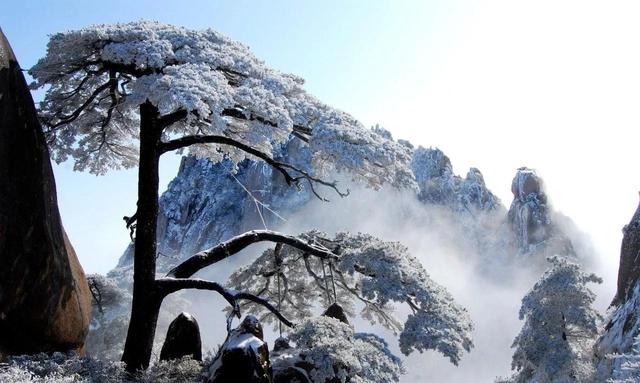 黄山松