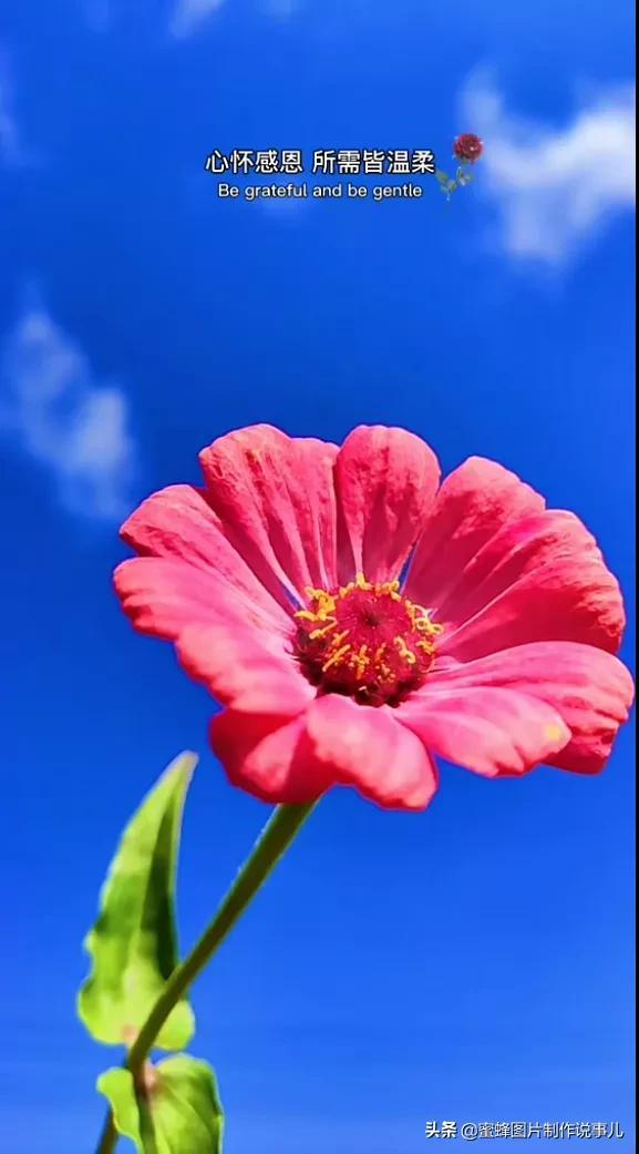 阳春三月，万花丛中娇美溢，千朵万朵压枝低