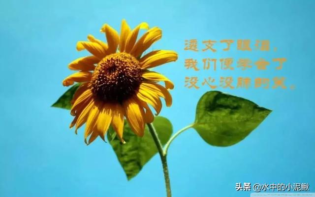 早安心语励志的语句，正能量励志语录短句