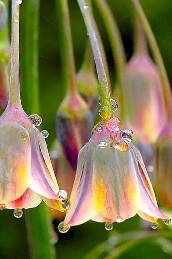 花的世界，芬芳美丽；醉了眼眸，美了心情