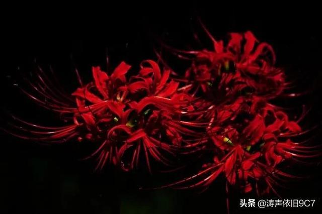 黑色彼岸花图片