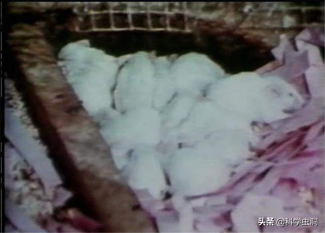 毛骨悚然的25号宇宙实验：在人造天堂里，鼠群560天后走向灭亡