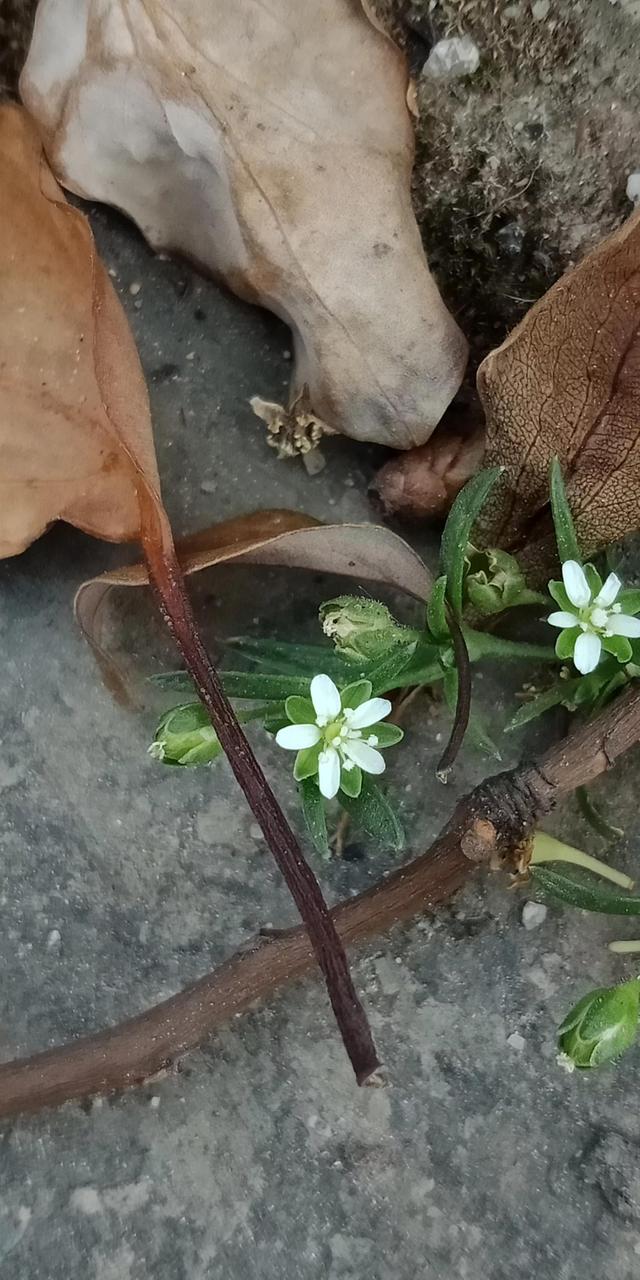 我有花香，但没树高，我是一棵无人注意的小草