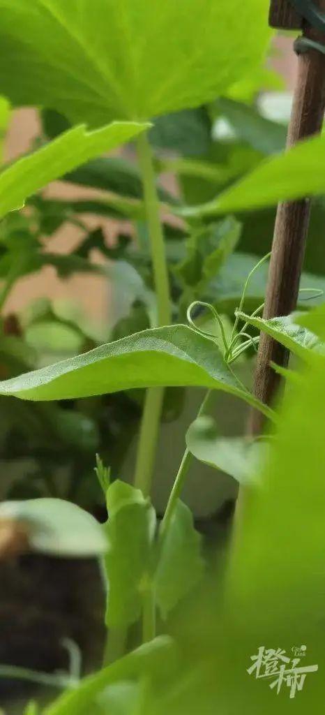 你在家种花种菜，这两位“卖土”做成大生意，公司估值10亿
