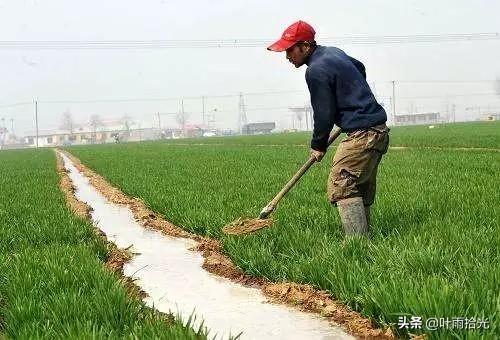 小麦起身拔节期常见病虫害，一喷多防如何配药？5