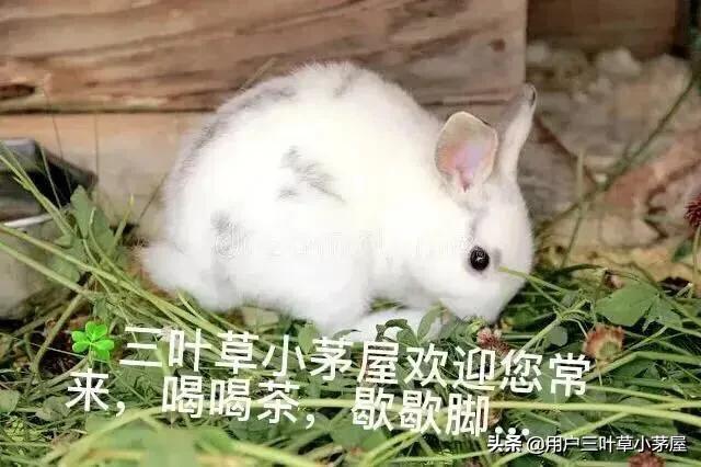 人为什么老实，老实人又有什么特质呢？