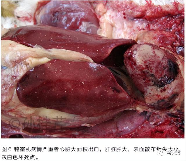 鸡皮肤是不传染
