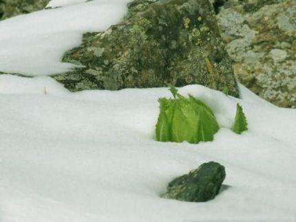 天山雪莲花