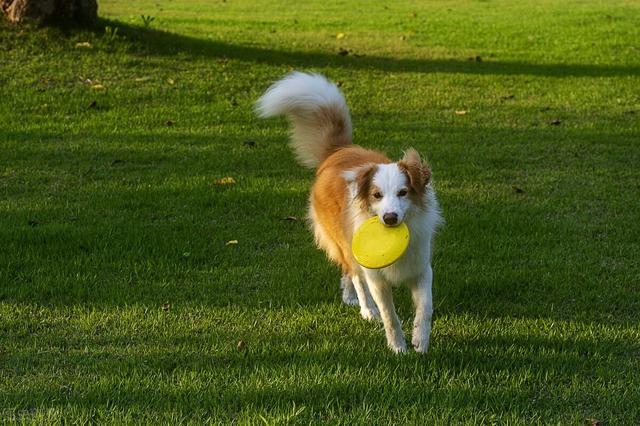 边牧犬
