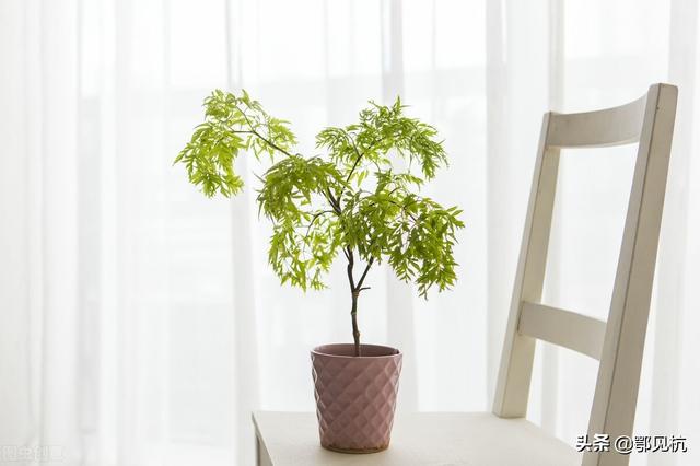 https://blog.sina.com.cn/s/blog_9766a3620102yz1z.html