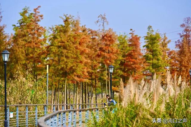 沌口三角湖公園太美啦！喊你來拍照，隨手一拍就是大片