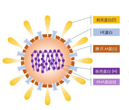 想干啥？俄罗斯将“冠状病毒蛋白质”运往国际空间站，目的何在？