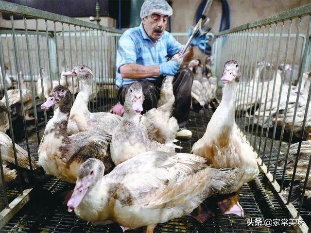 法国鹅肝酱图片(法式鹅肝是普通大鹅的肝吗)