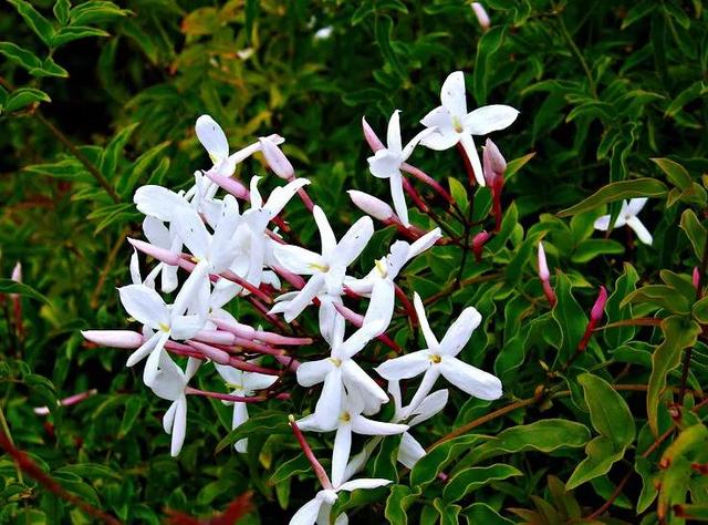 素馨花
